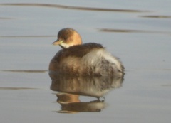 Tachybaptus ruficollis