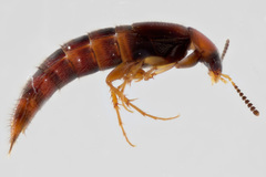 Bryoporus rufescens