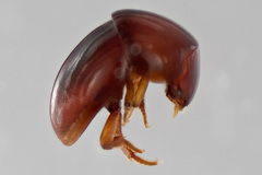 Agathidium kimberlae