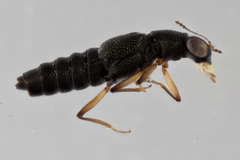 Stenus punctatus