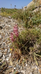 Anacamptis sancta