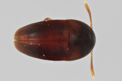 Ptomaphagus