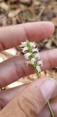 Spiranthes ovalis ovalis