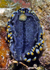 Phyllidia tula