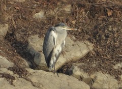 Ardea cinerea