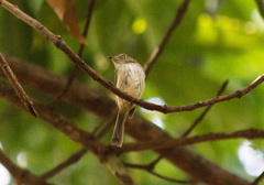 Lophotriccus galeatus