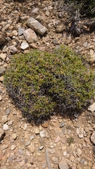 Euphorbia acanthothamnos
