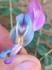 Astragalus zionis