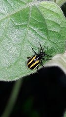 Lema confusa virgata