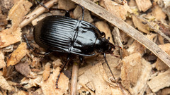 Abax ovalis