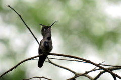 Stephanoxis loddigesii