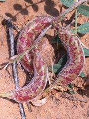 Astragalus zionis
