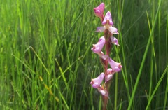 Disperis tysonii