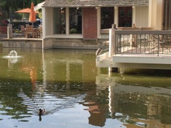 Nycticorax nycticorax