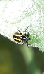Lema confusa virgata