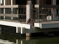 Nycticorax nycticorax