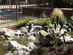 Nycticorax nycticorax