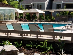 Nycticorax nycticorax