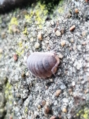 Porcellio scaber
