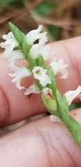 Spiranthes ovalis ovalis