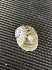 Notocochlis chemnitzii