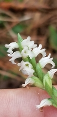 Spiranthes ovalis ovalis
