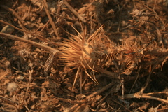Onopordum caulescens