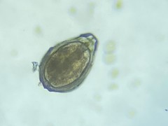 Fissurina varioperforata