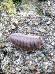 Porcellio scaber