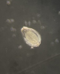 Fissurina varioperforata