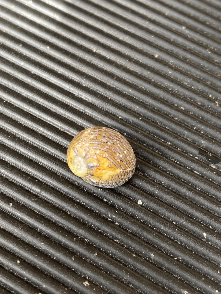 Vitta luteofasciata