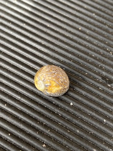 Vitta luteofasciata