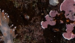 Skeneopsis planorbis