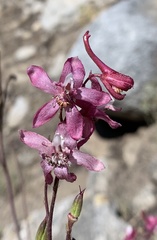 Delphinium purpusii