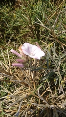 Convolvulus oleifolius