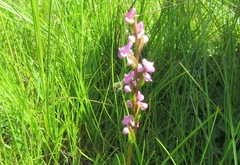 Disperis tysonii