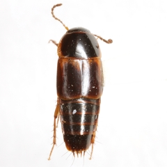 Tachinus axillaris
