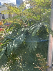 Delonix regia