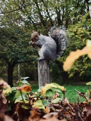 Sciurus carolinensis