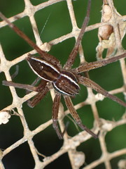 Dolomedes striatus