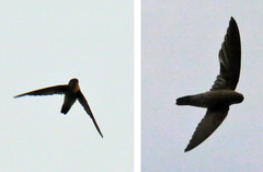 Aerodramus germani