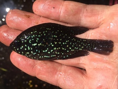 Enneacanthus gloriosus