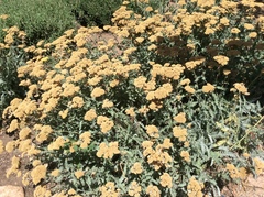 Achillea