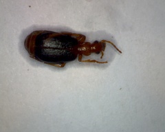 Brachinus psophia
