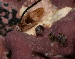 Margarites helicinus