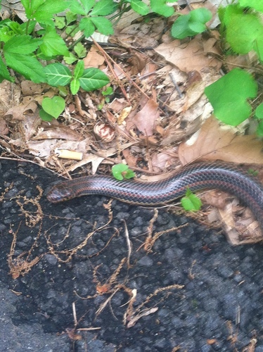 Photo of a Rainbow Snake (Farancia erytrogramma)