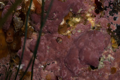 Margarites helicinus