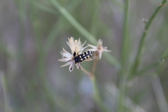 Acmaeodera alicia