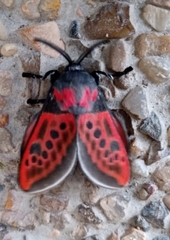 Edebessa nigropuncta