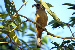 Saltator maxillosus
